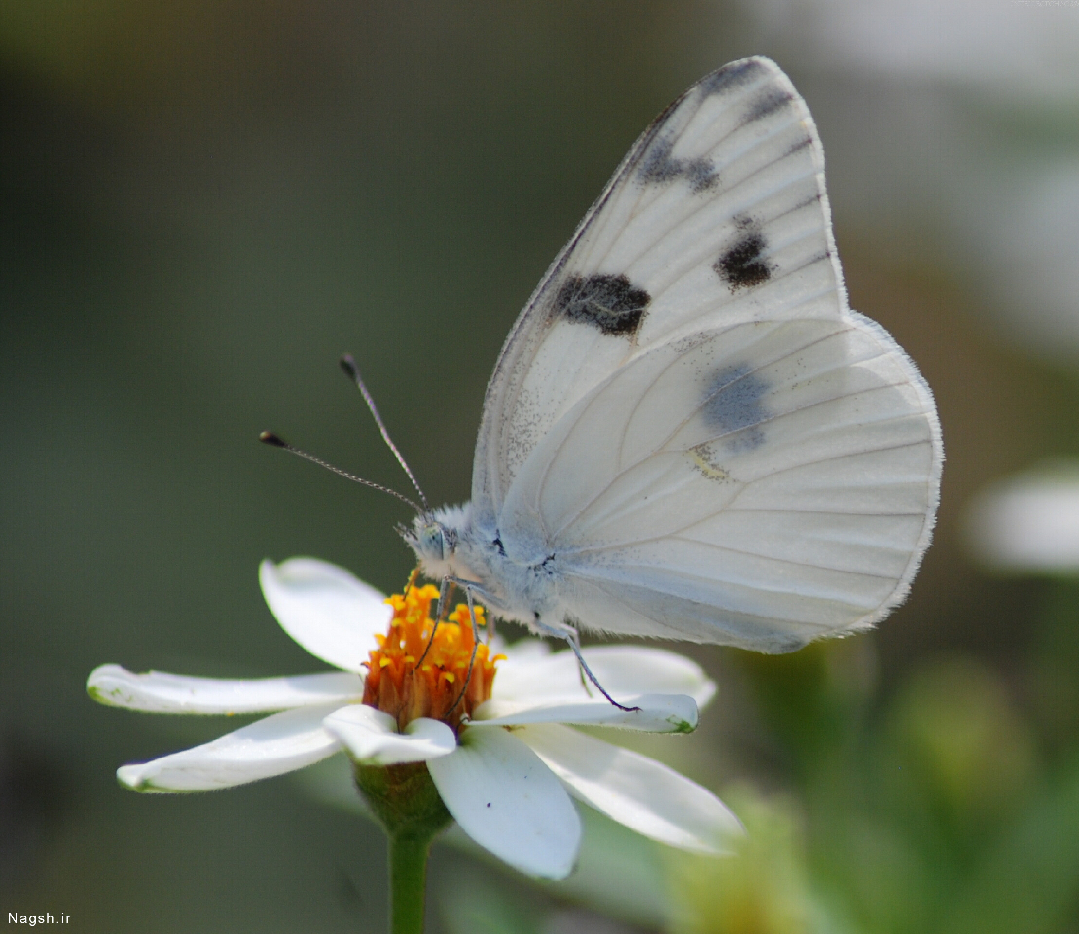 پروانه سفید بر روی گل